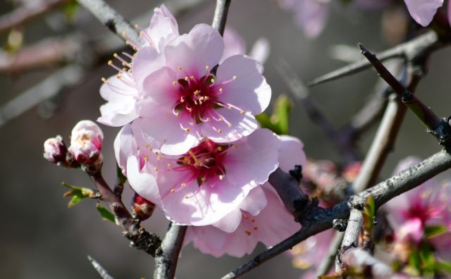 Καιρός: Μέσα στο Μάρτιο θερμοκρασίες Μαΐου – Που έδειξε 25 βαθμούς