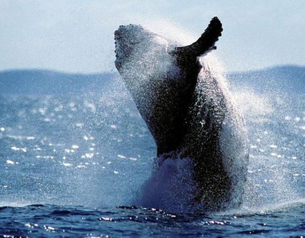 Ιαπωνία: Περισσότεροι από 80 τραυματίες από σύγκρουση φέρι με φάλαινα