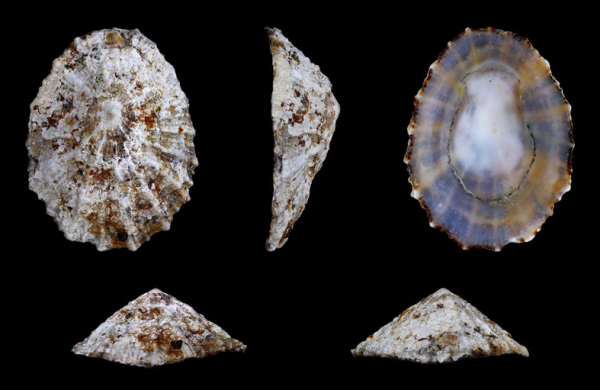 Περισσότερο φως στις κλιματικές μεταβολές του μακρινού παρελθόντος με τη βοήθεια των οστράκων