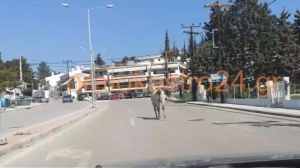 Απίστευτο βίντεο: Άλογο έκανε… βόλτες στη Θεσσαλονίκη