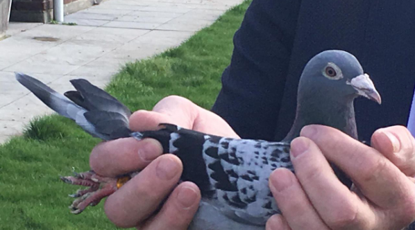 Ταχυδρομικό περιστέρι πουλήθηκε 1,25 εκατ. ευρώ σε δημοπρασία