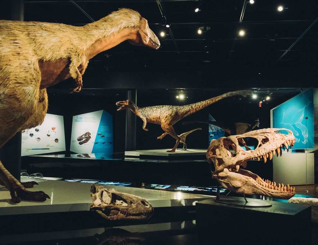 «Ζωντανεύει» ο Τυραννόσαυρος Ρεξ στο Μουσείο Φυσικής Ιστορίας [Εικόνες]