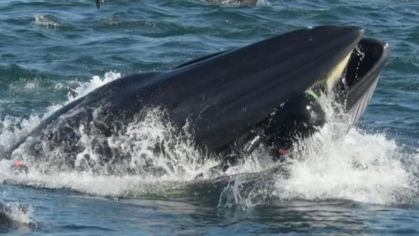 Έμπειρος δύτης γλυτώνει τελευταία στιγμή από το στόμα της… φάλαινας