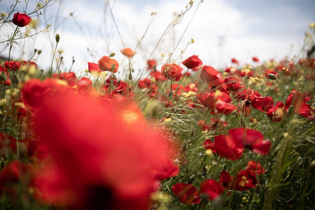 Ανοιξιάτικος ο καιρός – Μέχρι 23 βαθμούς η θερμοκρασία