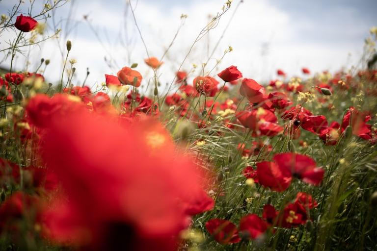 Ανοιξιάτικος ο καιρός – Μέχρι 23 βαθμούς η θερμοκρασία