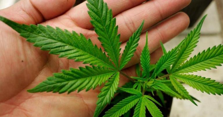 Η καθημερινή χρήση κάνναβης αυξάνει τον κίνδυνο ψύχωσης