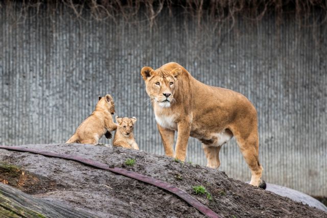 Τσεχία: Λιοντάρι επιτέθηκε και κατασπάραξε τον ιδιοκτήτη του