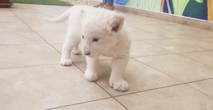 Σπάνιο λευκό λιονταράκι γεννήθηκε στην Κύπρο