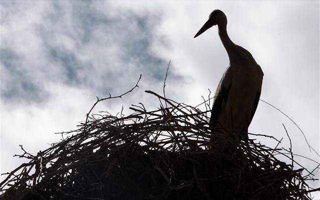 Ηρθαν οι πρώτοι πελαργοί – Πώς άθελά μας τους σκοτώνουμε