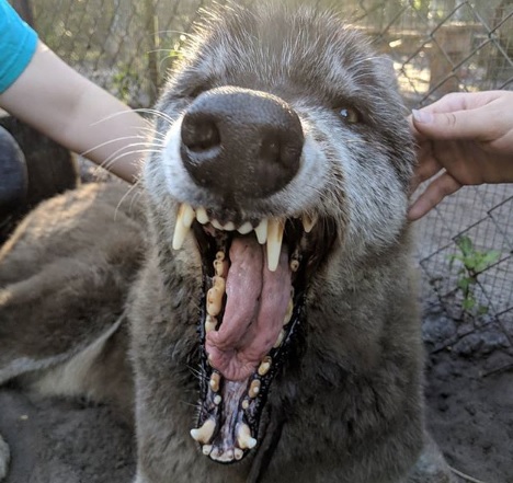 Λυκόσκυλο «γίγαντας» ξεπέρασε στο ύψος τους λύκους
