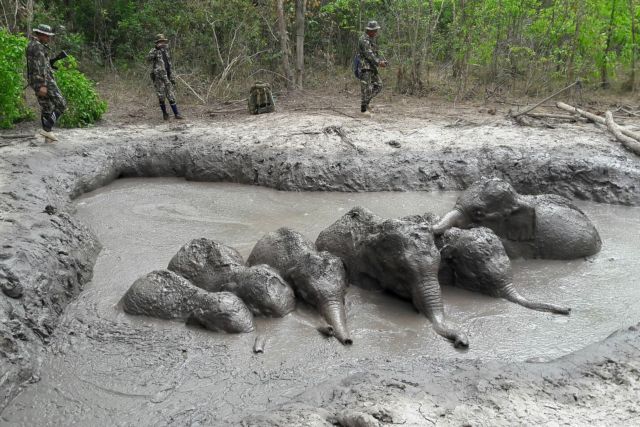Ταϊλάνδη: Διασώθηκαν έξι ελεφαντάκια που είχαν παγιδευτεί στη λάσπη