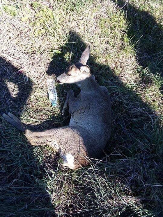 Αυτοκίνητο χτύπησε και τραυμάτισε ζαρκάδι στον Εβρο