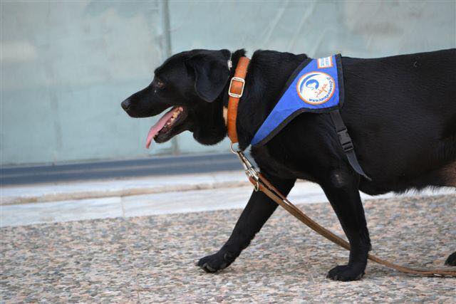 Πέθανε η Λάρα, ο πρώτος σκύλος – οδηγός τυφλών στην Ελλάδα