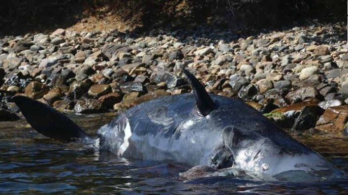 Νεκρή φάλαινα με 22 κιλά πλαστικού στο στομάχι της [Εικόνες]