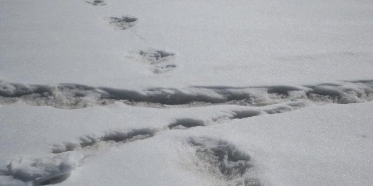 Γκάφα του ινδικού στρατού: Εντόπισε τις πατημασιές του μυθικού Γέτι