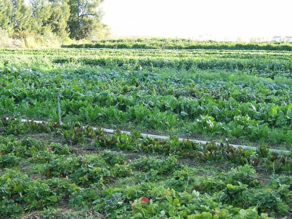 Προεκλογική ενίσχυση 80 εκατ. ευρώ στη βιολογική καλλιέργεια