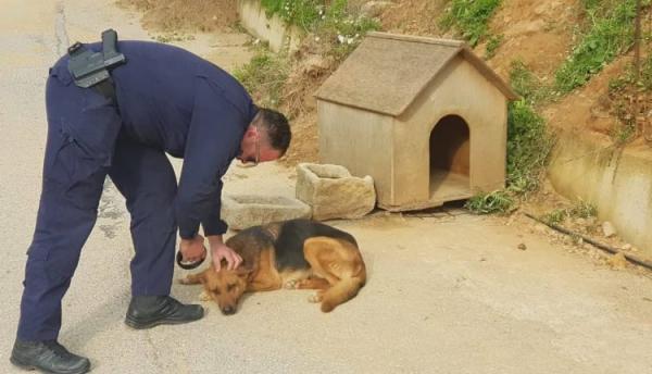 Χανιά: Συνελήφθη ιδιοκτήτης σκύλων – Τους είχε δεμένους και παρατημένους