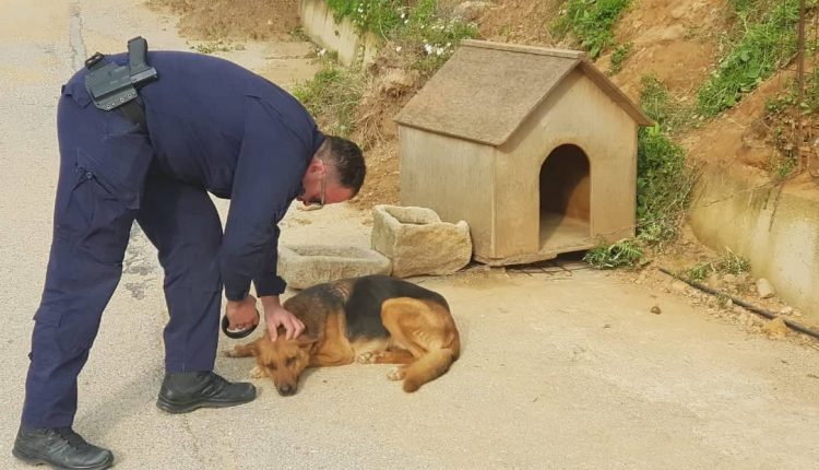 Χανιά: Συνελήφθη ιδιοκτήτης σκύλων – Τους είχε δεμένους και παρατημένους