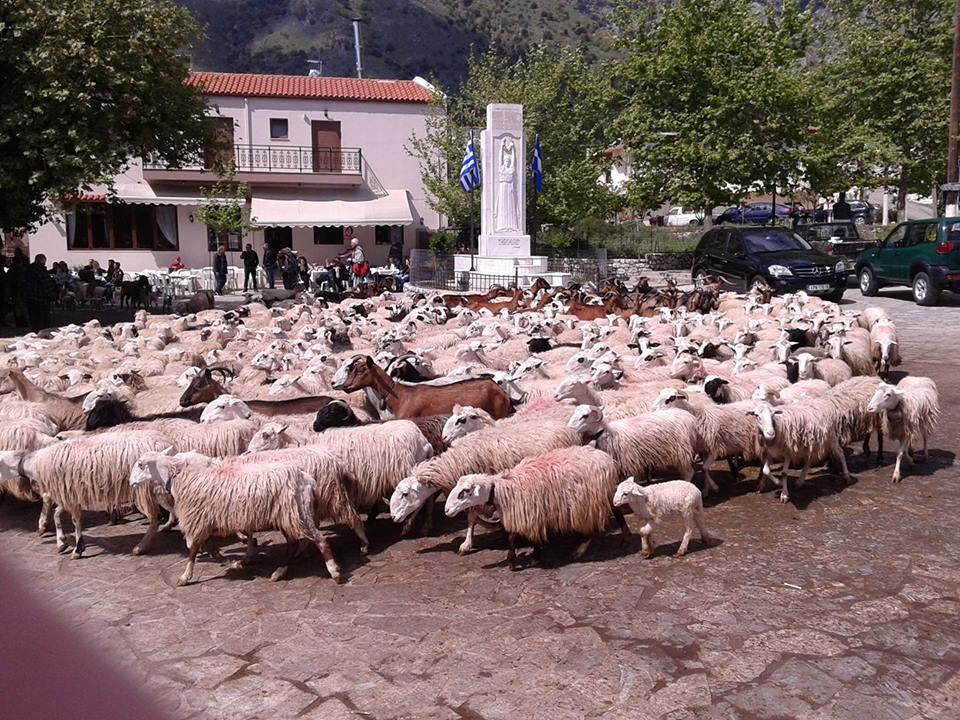 Κρήτη: Χιλιάδες πρόβατα στην εκκλησία για να πάρουν... ευλογία