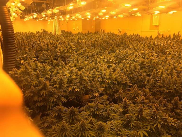 Εντοπίστηκε φυτεία κάνναβης στο Περιστέρι – Κατασχέθηκαν 915 δενδρύλια