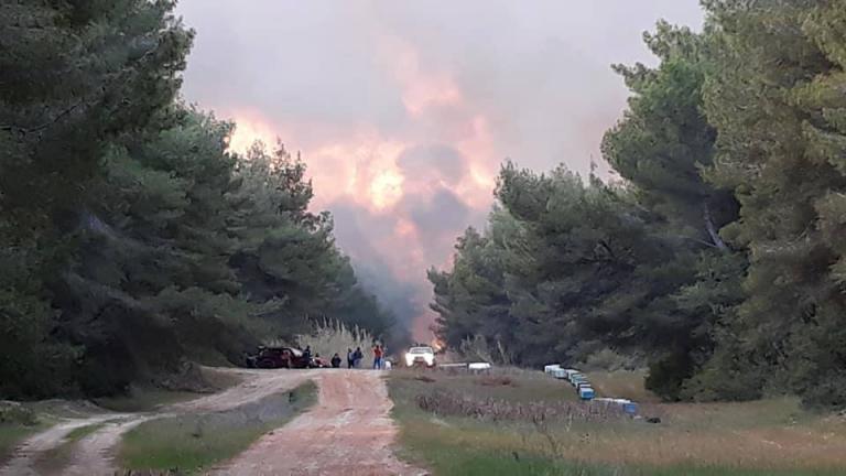 Ανεξέλεγκτη η πυρκαγιά στο δάσος της Στροφυλιάς – Καταστρέφεται σπάνιο οικοσύστημα