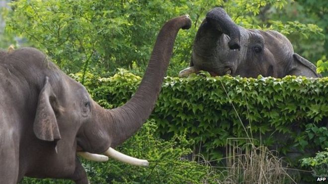 Γερμανία: Γεννήθηκε ελεφαντάκι σε ζωολογικό κήπο μπροστά στα μάτια επισκεπτών