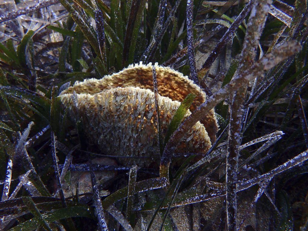 ΟΗΕ: Ένα εκατομμύριο είδη απειλούνται με εξαφάνιση