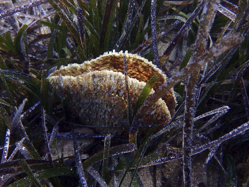 ΟΗΕ: Ένα εκατομμύριο είδη απειλούνται με εξαφάνιση