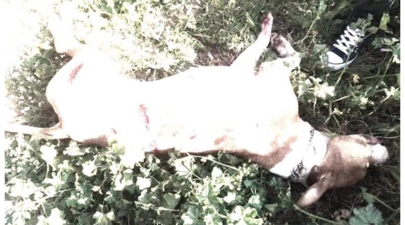 Κτηνωδία: Σκότωσε με 17 μαχαιριές ένα πιτ μπουλ