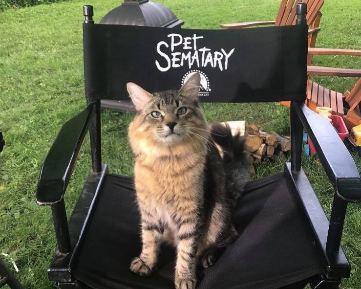 Ο πραγματικός σταρ στο «Pet Sematary» είναι μια γάτα Μέιν Κουν