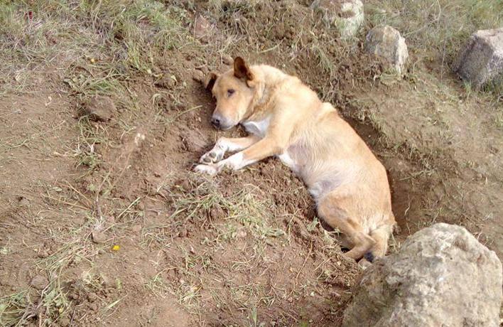 Απίστευτη κτηνωδία στην Παλλήνη: Έθαψαν ζωντανό αδέσποτο σκύλο