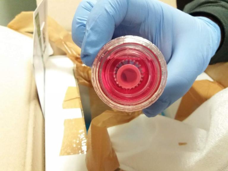 «Φρένο» από τελωνειακούς σε εμπόριο οργάνων [εικόνες]