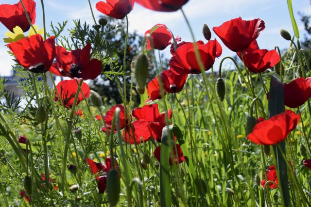 Καιρός: Πρωταπριλιά με ήλιο και άνοδο της θερμοκρασίας