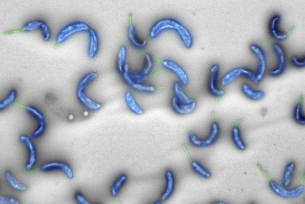 Ελβετία: Παρουσιάστηκε το πρώτο γονιδίωμα βακτηρίου που δημιουργήθηκε αποκλειστικά από υπολογιστή