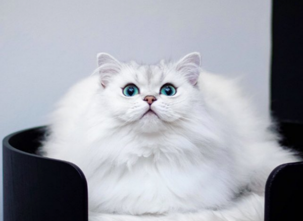 Έπιπλα μινιατατούρες για την αγαπημένη σας γάτα