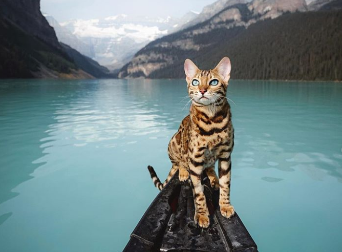 Οι γάτες της περιπέτειας κατακτούν τον κόσμο και το Instagram