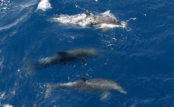 Η Τουρκία απαντά για τα νεκρά δελφίνια στο Αιγαίο
