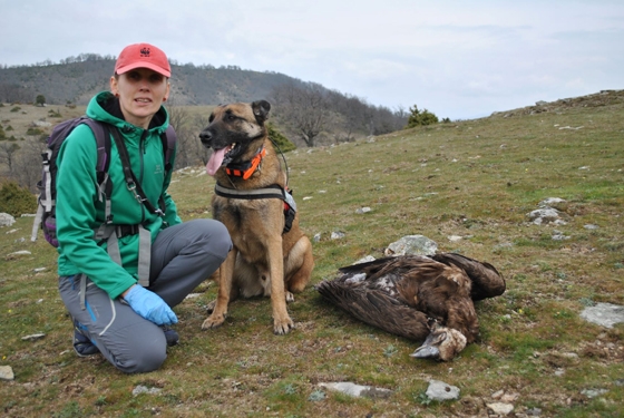 Φρίκη στον Εβρο : Βρίσκουν συνεχώς νεκρά ζώα (και σπάνια) από δηλητηριασμένα δολώματα