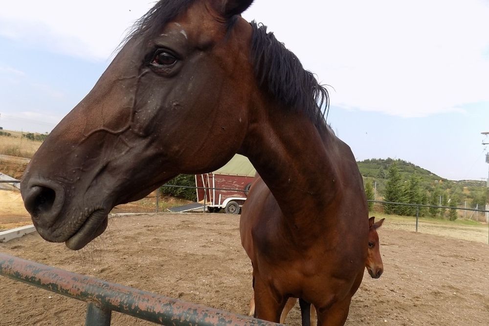 Κτηνωδία στα Γιάννενα: Πυροβόλησαν και σκότωσαν εν ψυχρώ τρία άλογα