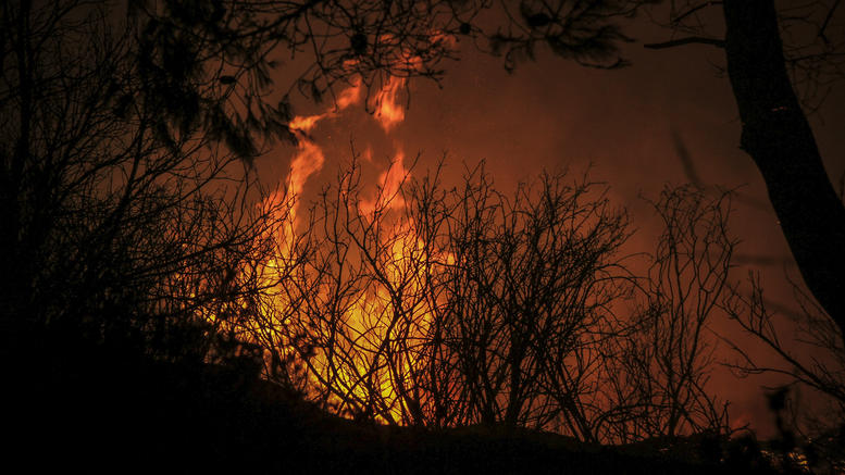 Ηλεία: Ολονύχτια μάχη με τις φλόγες στο προστατευόμενο δάσος της Στροφυλιάς