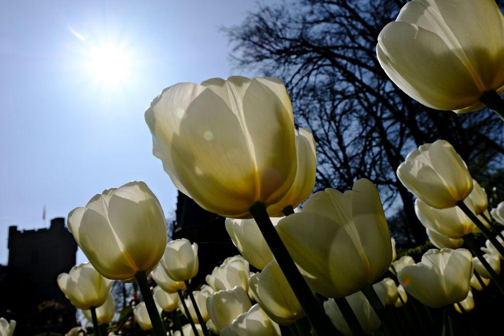 Ανοιξιάτικος ο καιρός την Κυριακή των Βαϊων