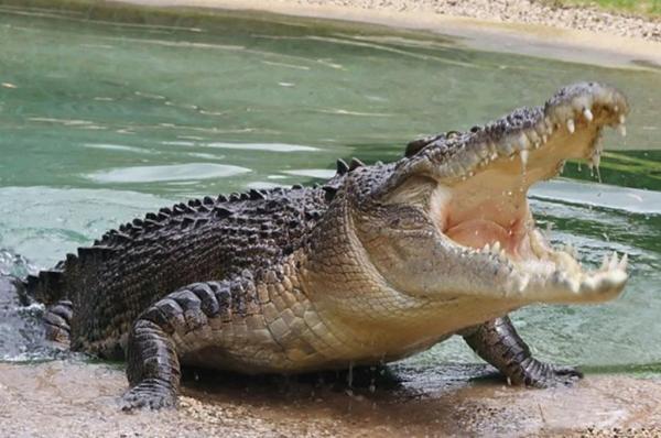 Φρικιαστικό βίντεο: Κροκόδειλος αναδύεται από το νερό με ανθρώπινο πόδι στα σαγόνια του