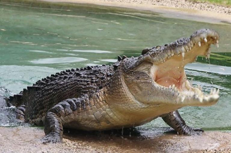 Φρικιαστικό βίντεο: Κροκόδειλος αναδύεται από το νερό με ανθρώπινο πόδι στα σαγόνια του