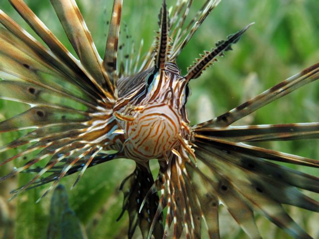 Με τα δηλητηριώδη λεοντόψαρα γέμισαν οι θάλασσες της Κύπρου