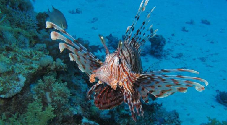 Γέμισαν επικίνδυνα λεοντόψαρα οι θάλασσες της Κύπρου