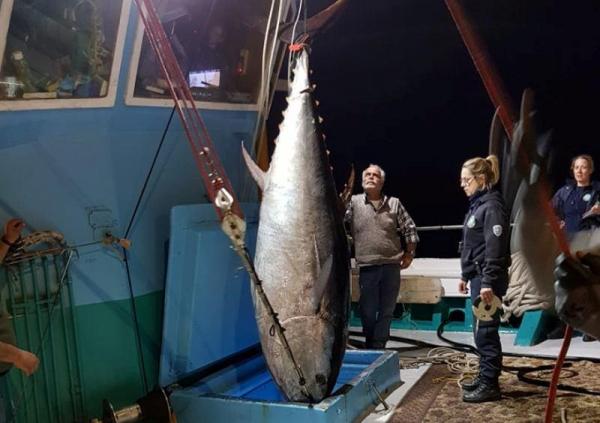 Νάξος: Ψάρεψαν τόνο βάρους 288 κιλών και μήκους 2,74 μέτρα