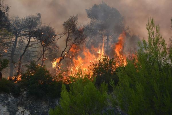 Σε ύφεση η μεγάλη πυρκαγιά στο δάσος της Στροφυλιάς – Στη «μάχη» και δύο καναντέρ