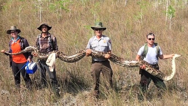 ΗΠΑ: Τεράστιος πύθωνας αιχμαλωτίστηκε στη Φλόριντα – Κυοφορούσε 73 αυγά