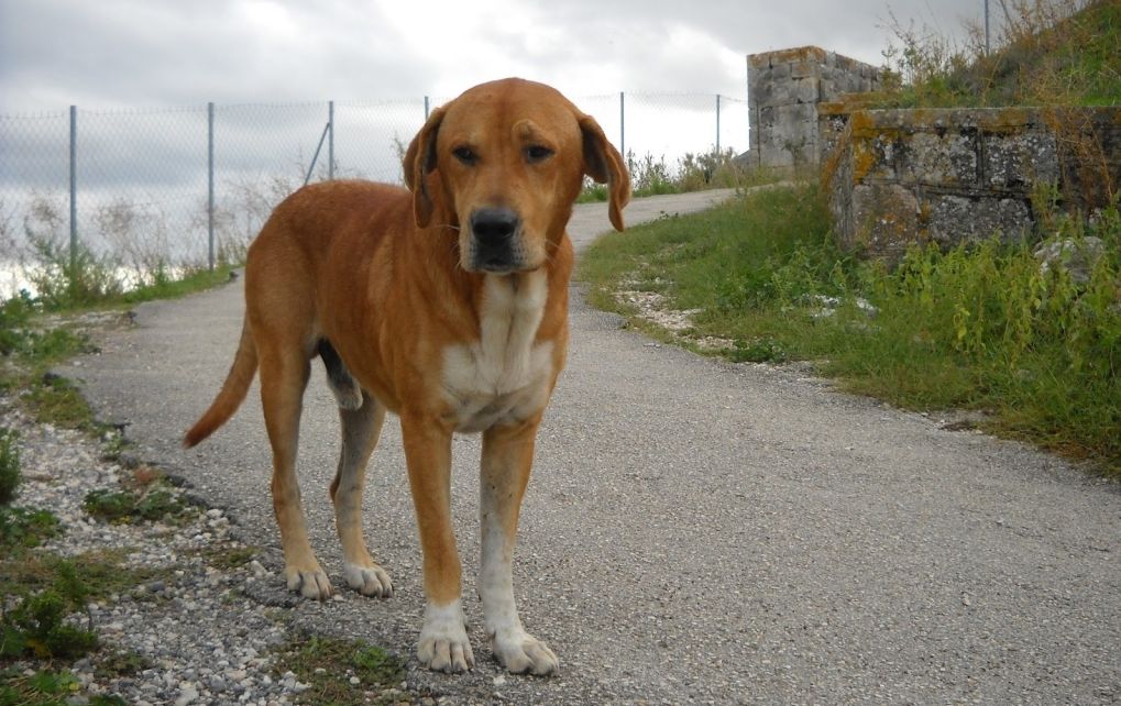 Κτηνωδία στη Λάρισα: Σκότωσαν αδέσποτο σκύλο με αλυσοπρίονο