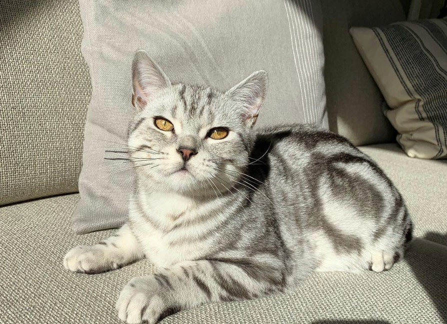 Γατίσια ζωή: Μύθοι και αλήθειες για το αγαπημένο σας κατοικίδιο